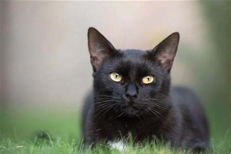 黑貓代表什麼 夢境號碼分析